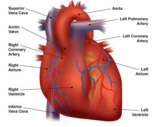 Image result for Ease Heart Woes: CHF Explained infographics