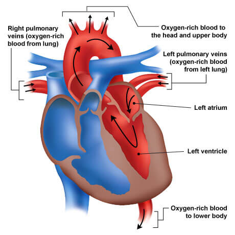 Left heart chamber blood flow