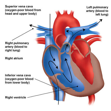 right heart blood flow