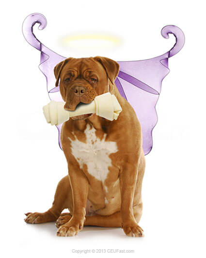 Angel Dog