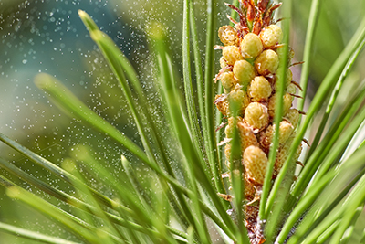 Picture of Pine tree producing pollen