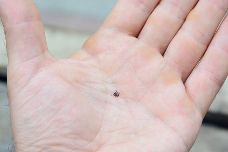photo of blacklegged tick in hand