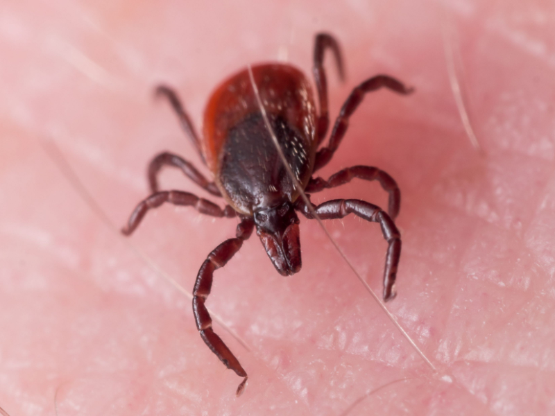 photo of blacklegged tick in hand close up