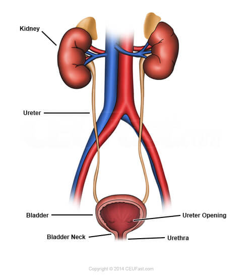 Organs of the Urinary System