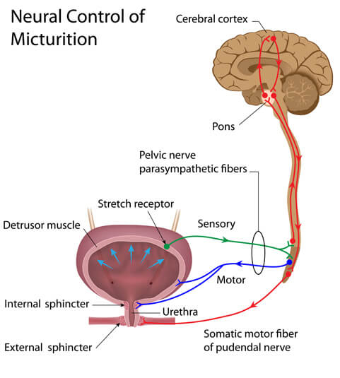 Neurologic Innervation of Urinary System