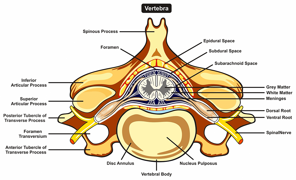 Sectional Anatomy Of Spinal Cord Anatomy Book