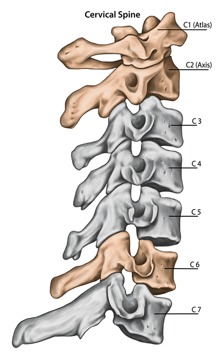 6th Cervical Vertebrae 4539