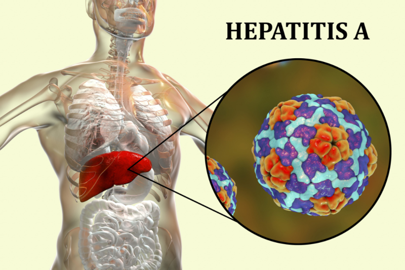 transmission of hepatitis a