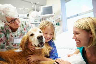 hospital_dog