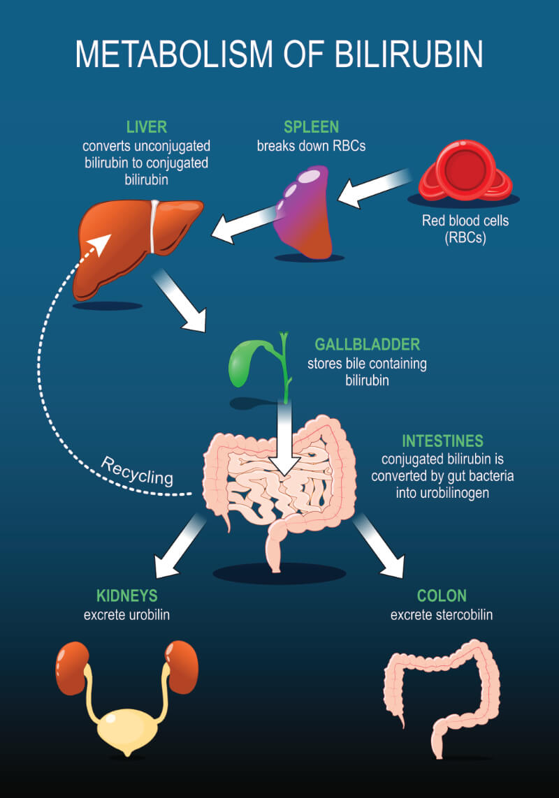 graphic showing metabolism of bilirubin process