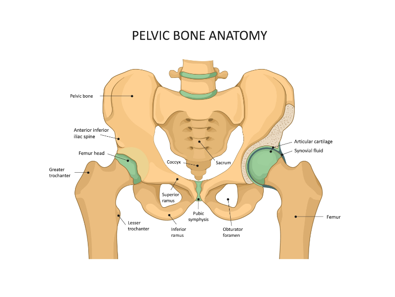 bony anatomy graphic