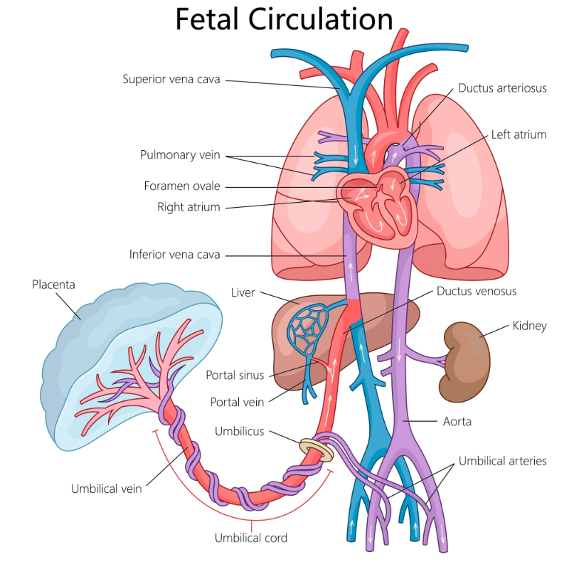 graphic showing fetal circulation