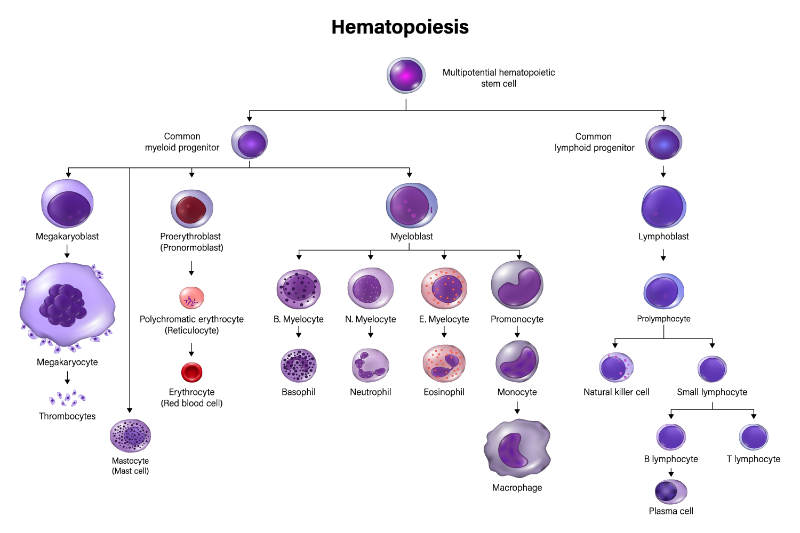 graphic showing hematopoiesis flowchart