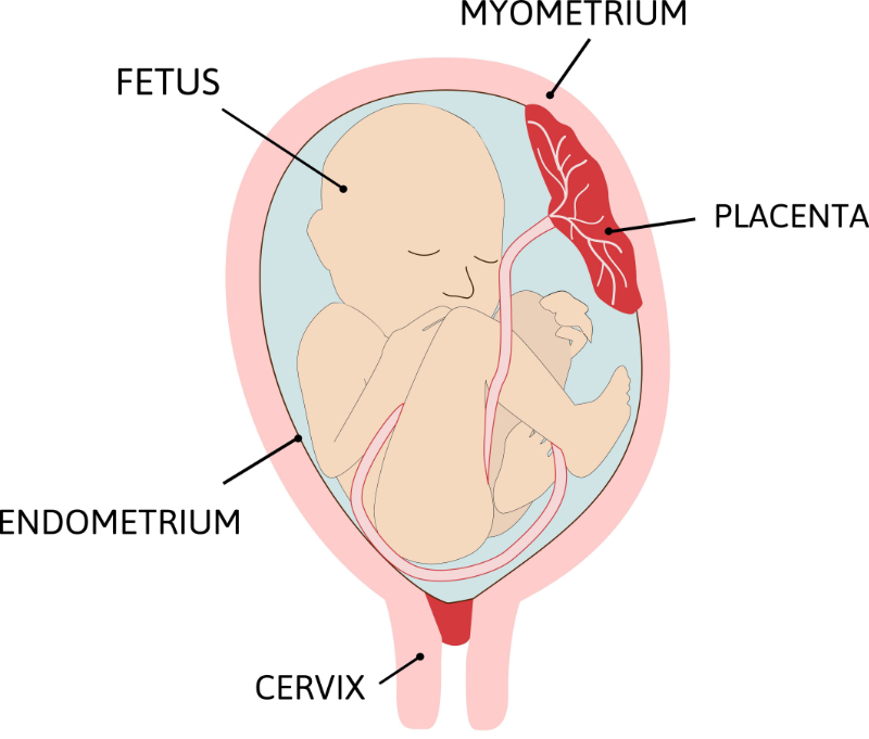 graphic showing placenta placement in cervex 