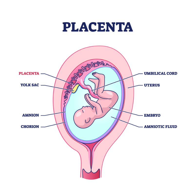 graphic showing placenta placement with fetus