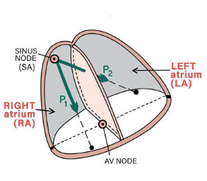 graphic showing normal p morphology