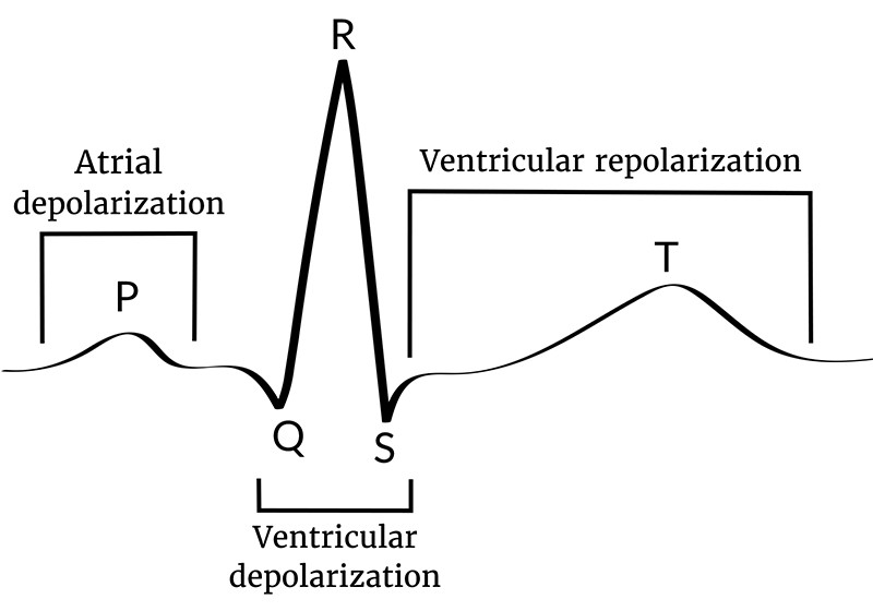 graphic showing cardiac cycle