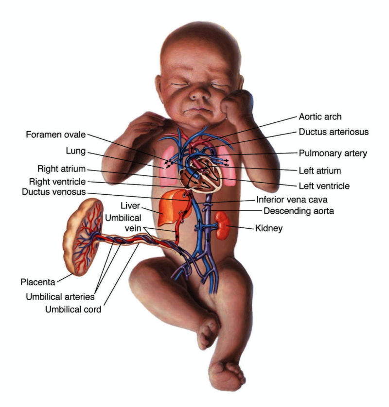 graphic showing fetal circulation anatomy
