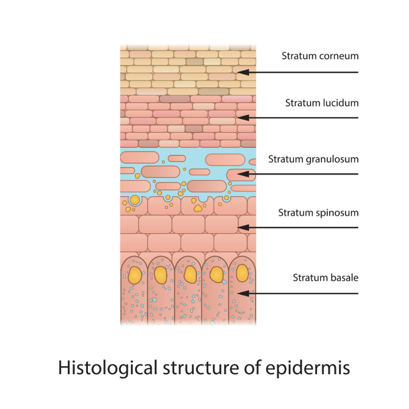 graphic showing epidermis structure