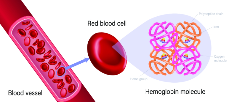 graphic showing breakdown of hemoglobin