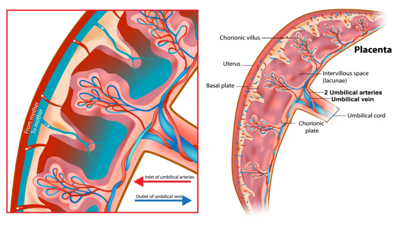 graphic showing placenta circulation