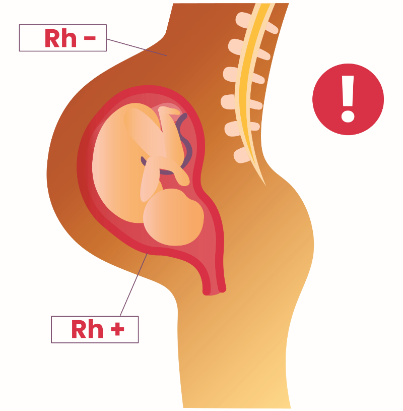 graphic showing rh factor