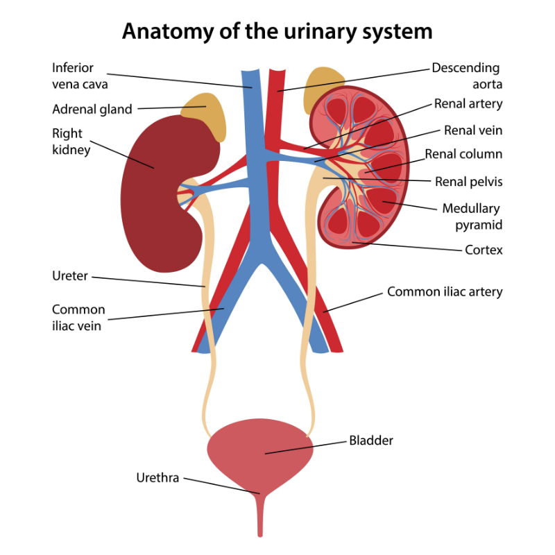 graphic showing urinary system
