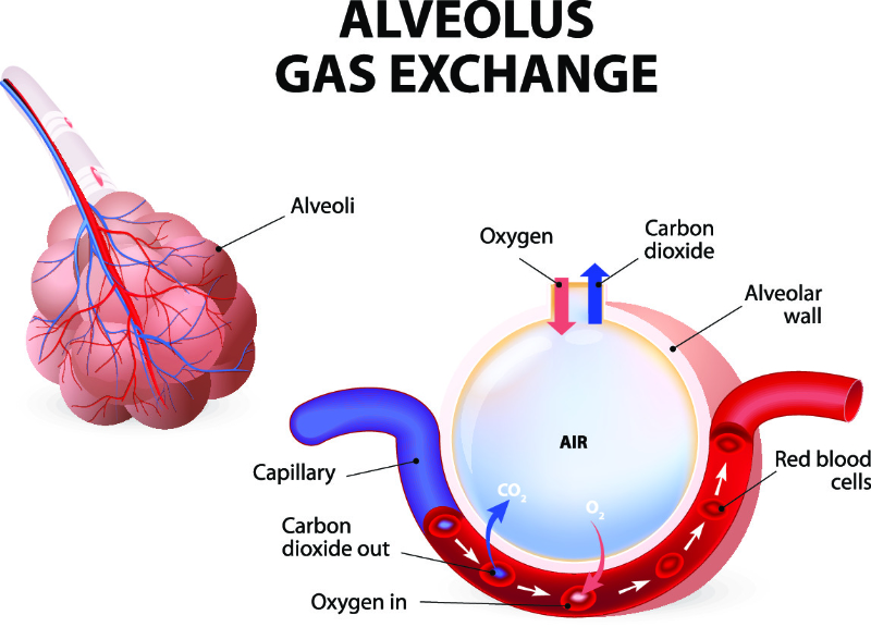 graphic showing breakdown of alveolus gas exchange