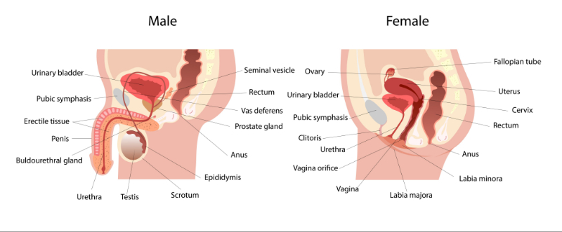 graphic showing bladder in male and female