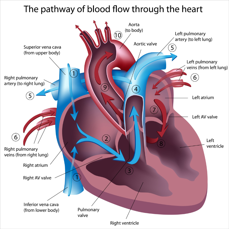 graphic showing extrauterine circulation