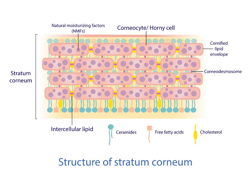graphic showing structure of stratum corneum