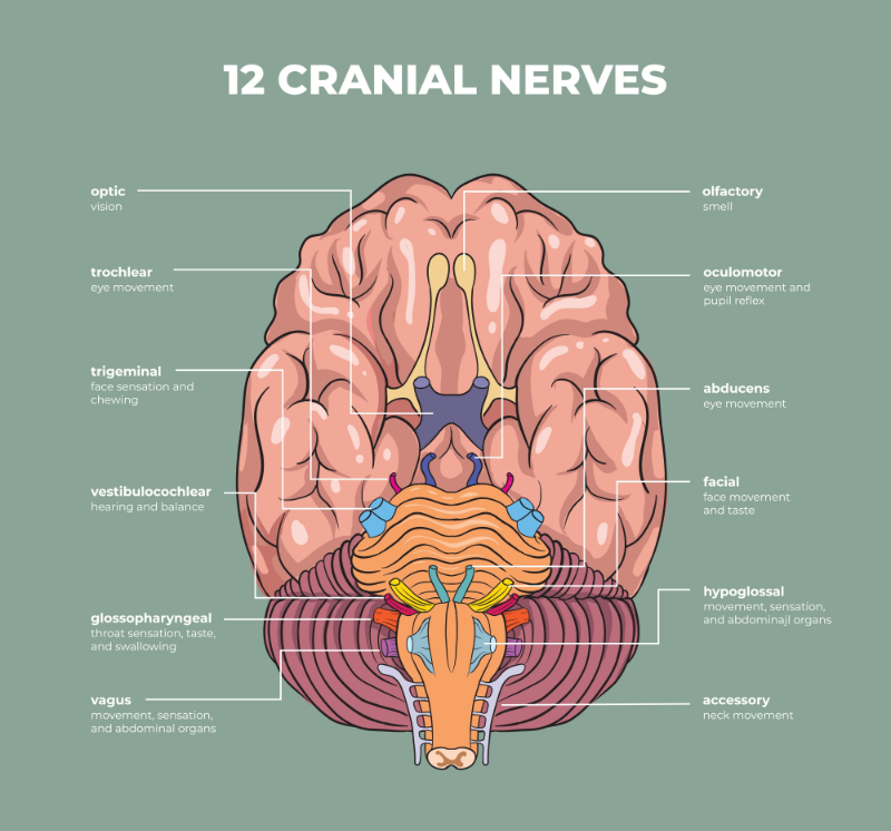 graphic showing labeled cranial nerves