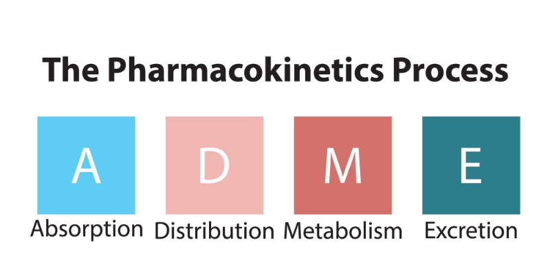 graphic showing the pharmacokinetics process