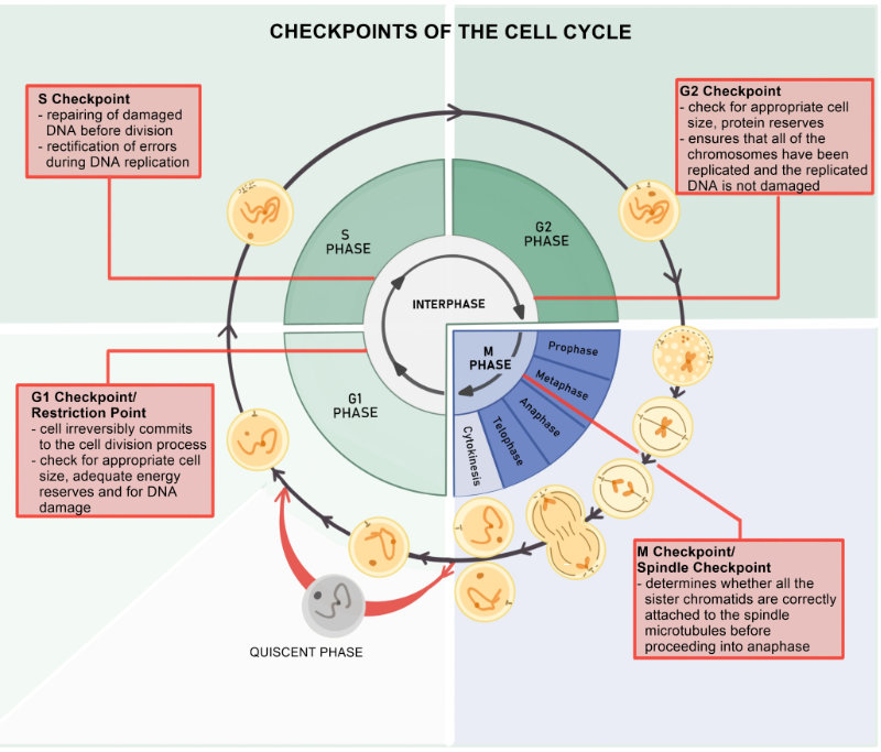 graphic showing the cell cycle