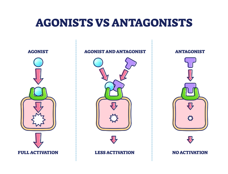 graphic showing agonists versus antagonists