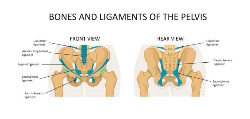 bones and ligaments of the pelvis graphic