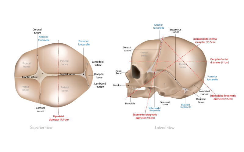 graphic showing labeled fetal skull