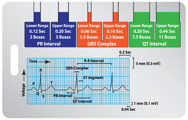 chart showing cardiac cycle components