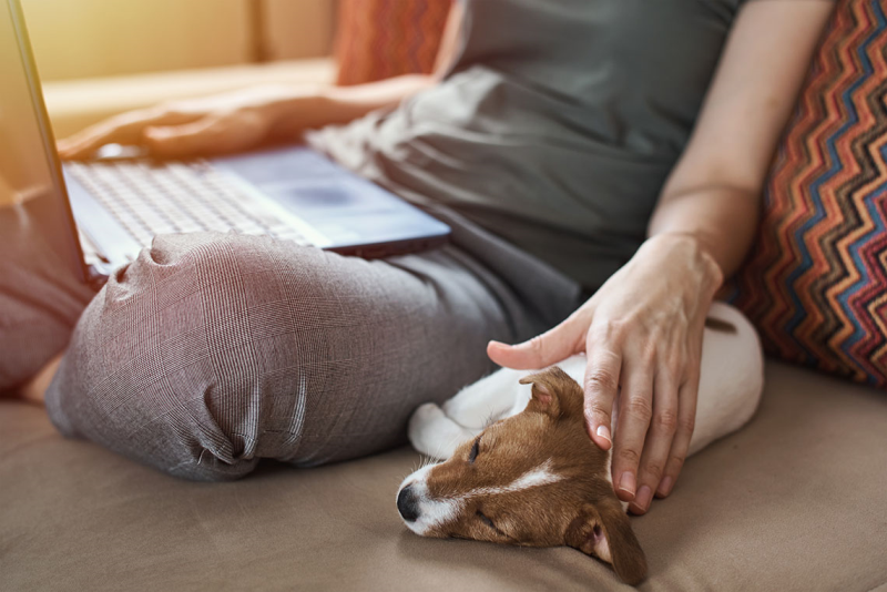 Photo of woman sitting on couch with laptop in her lap and petting her dog beside her