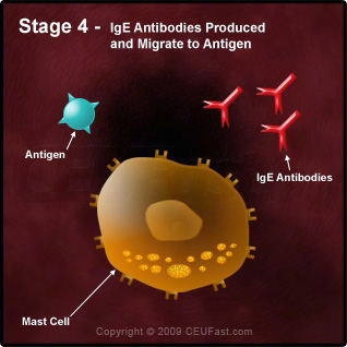 Degranulation Process in an Allergic Reaction - Stage 4